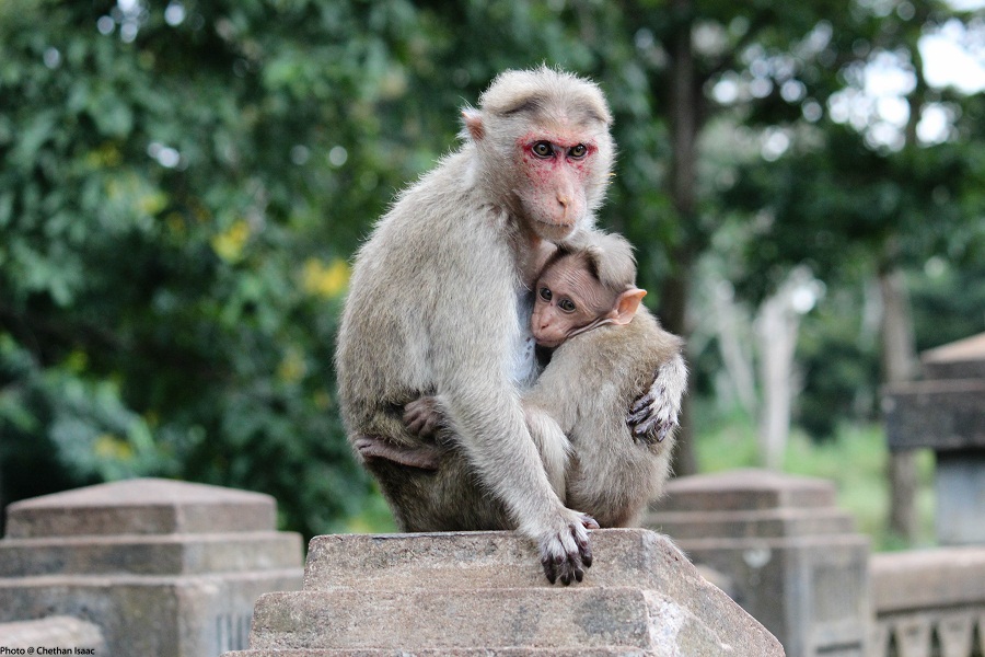 the-bonnet-macaque