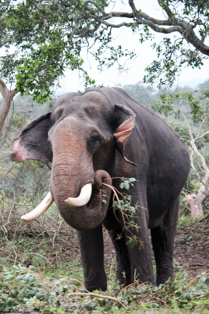 indian-tusker-elephant