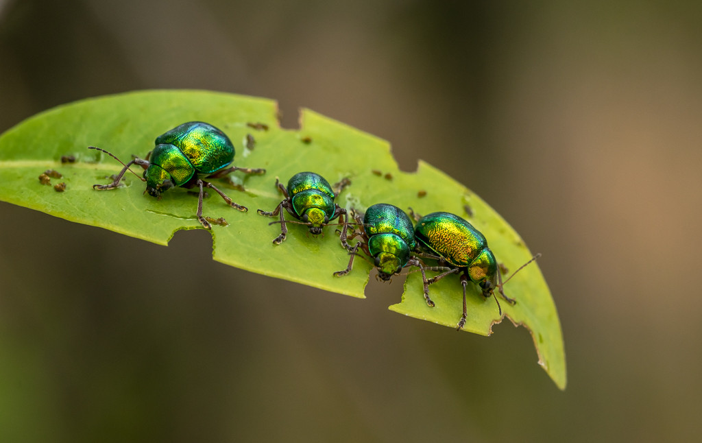 flea-beetles