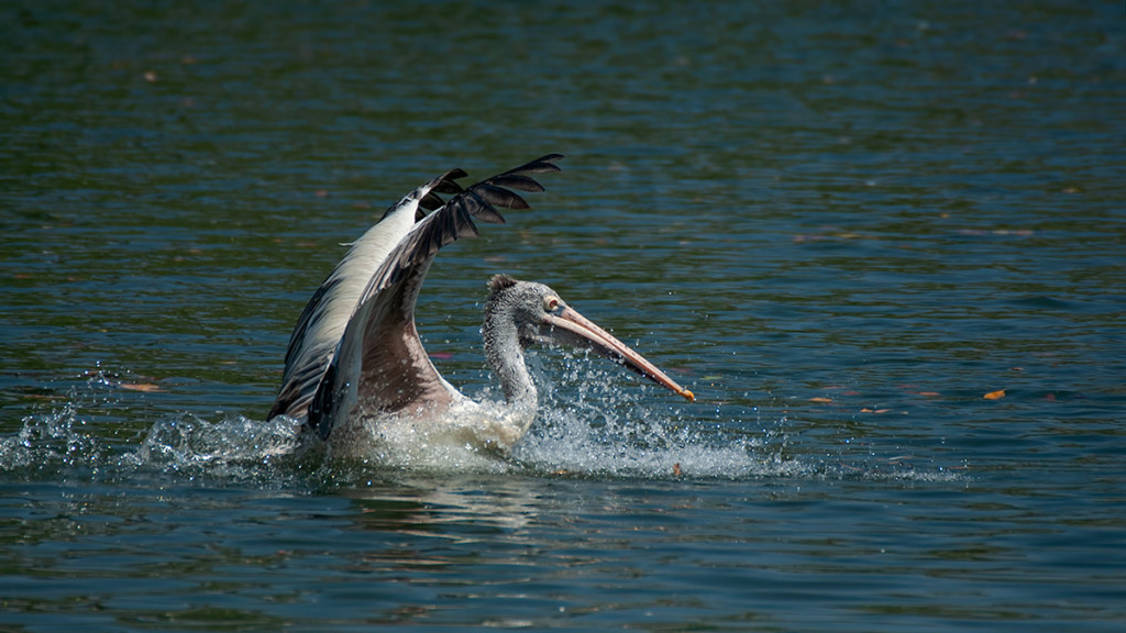 playful-pelican