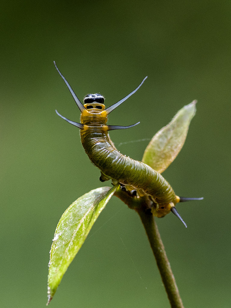 caterpillar-posing
