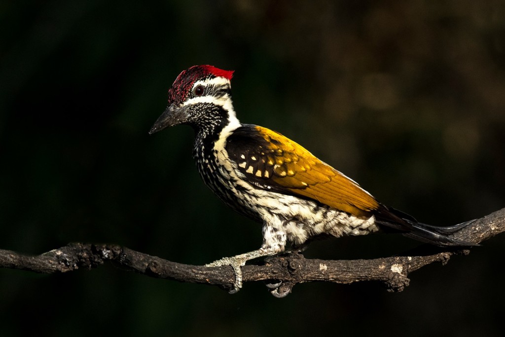 flamebacked-woodpecker