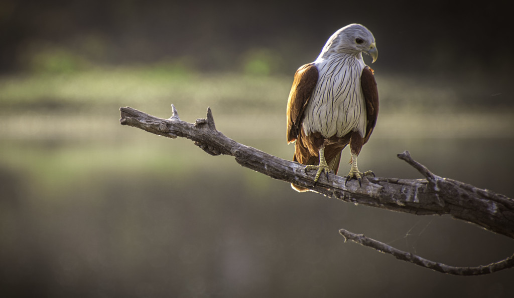brahmini-eagle