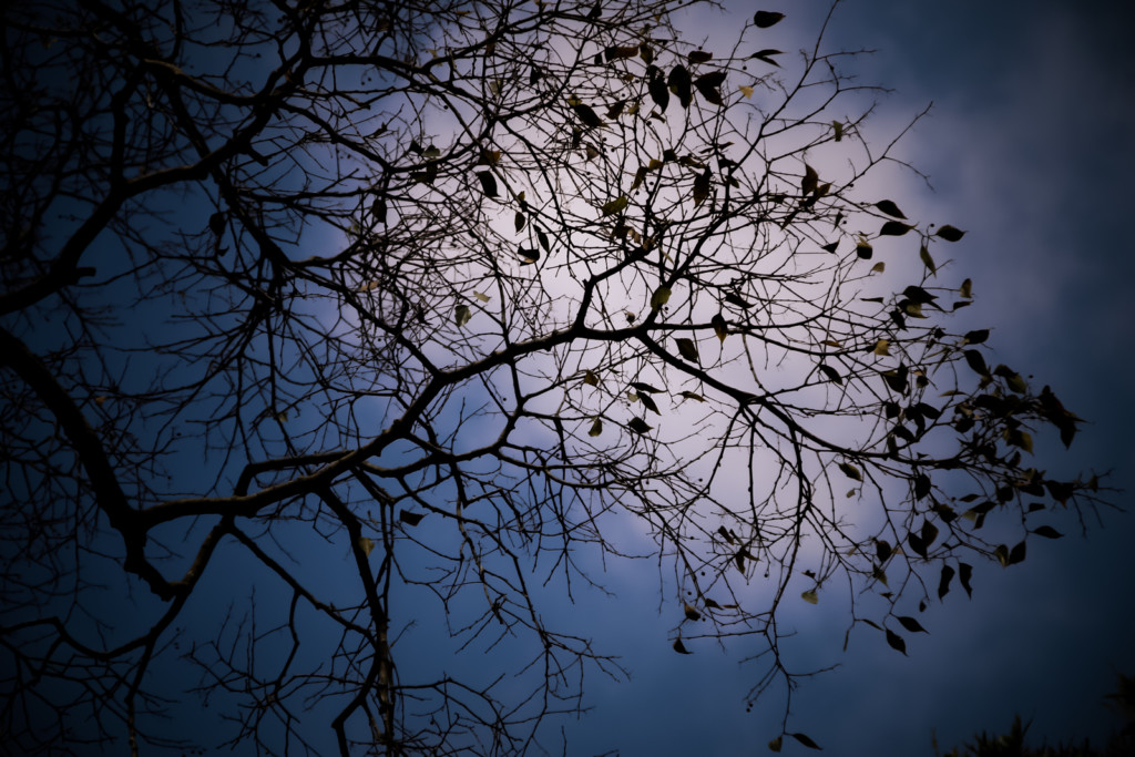 silhouette-of-a-tree-in-winter
