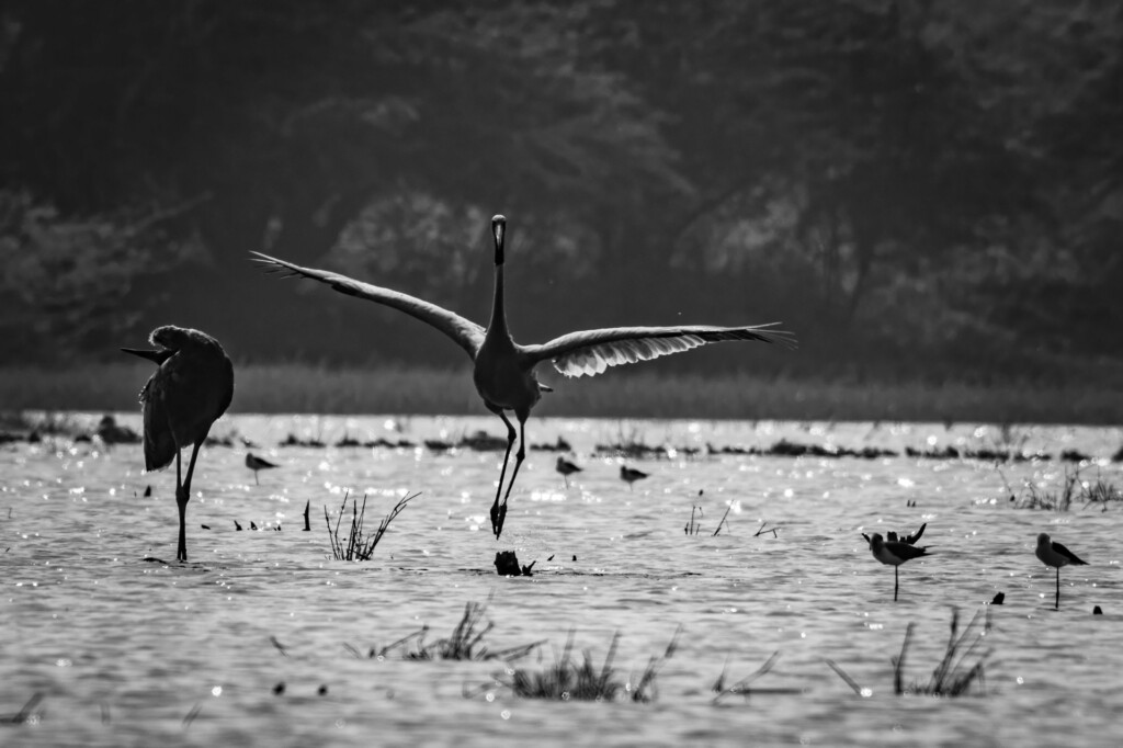 dancing-sarus-cranes