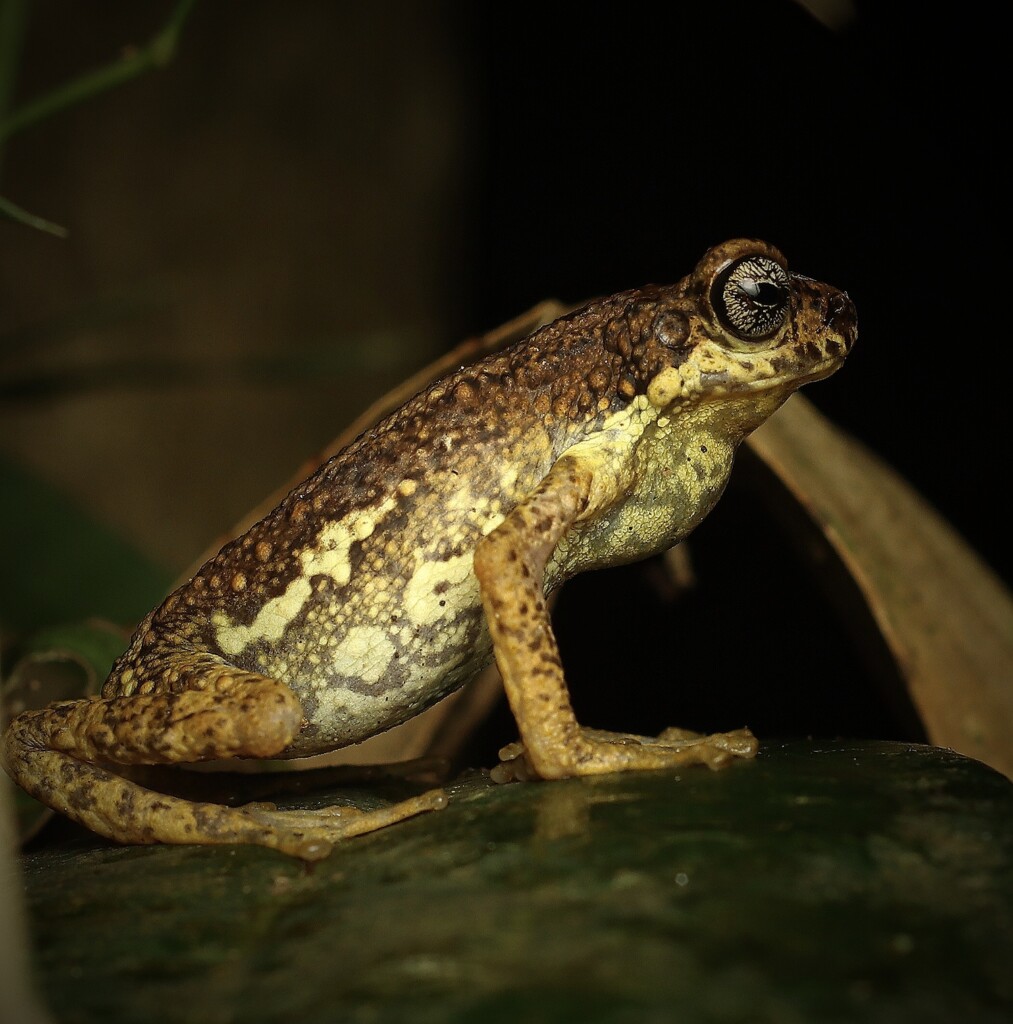 malabar-tree-toad