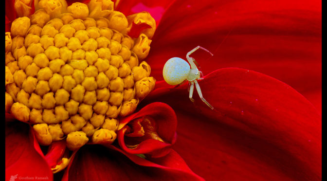 Macro Photography by Goutham Ramesh