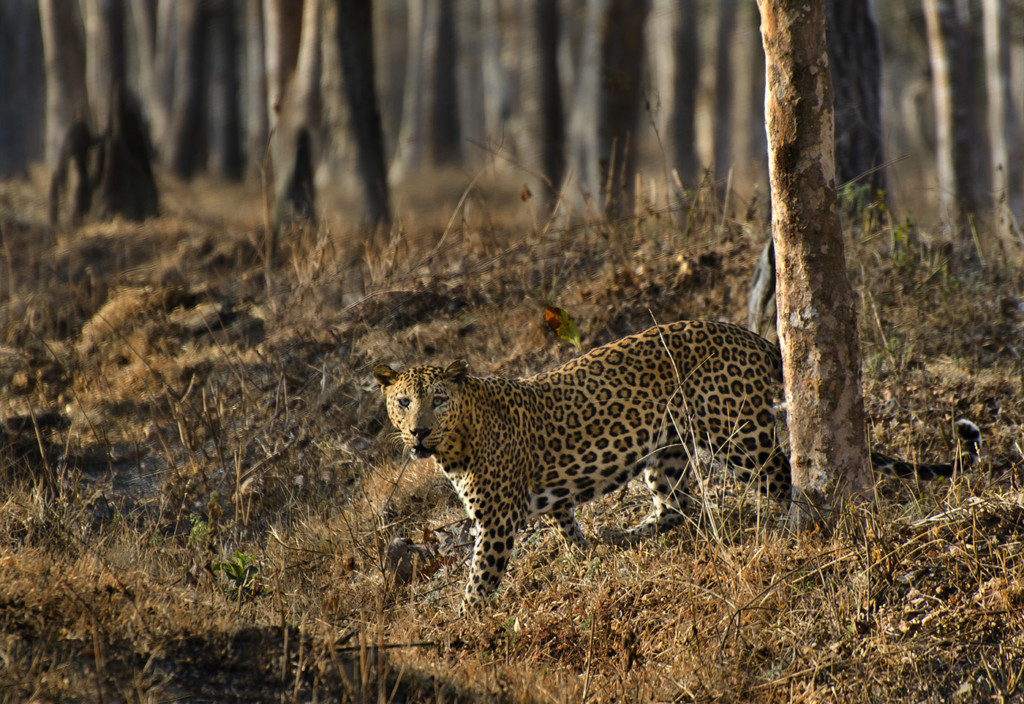 12. Leopard at Kabini forest