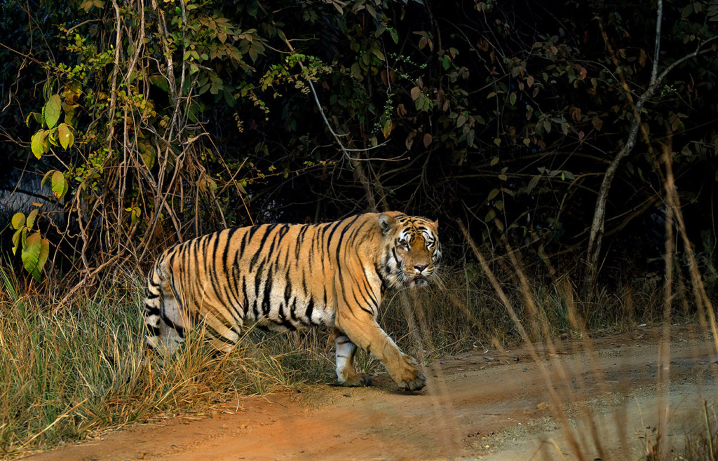 13. Tiger at Tadoba - Wagdoh male