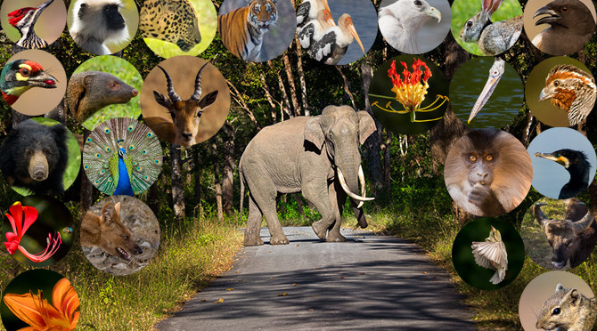 Wildlife Week Celebration