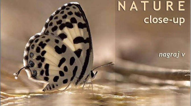 NATURE close-up by V Nagaraj