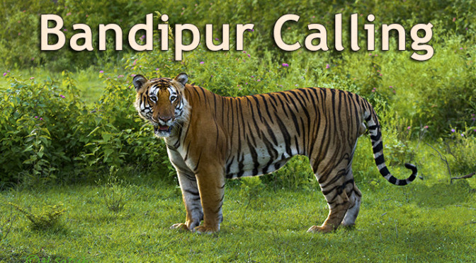 Bandipur Calling – Wildlife Workshop