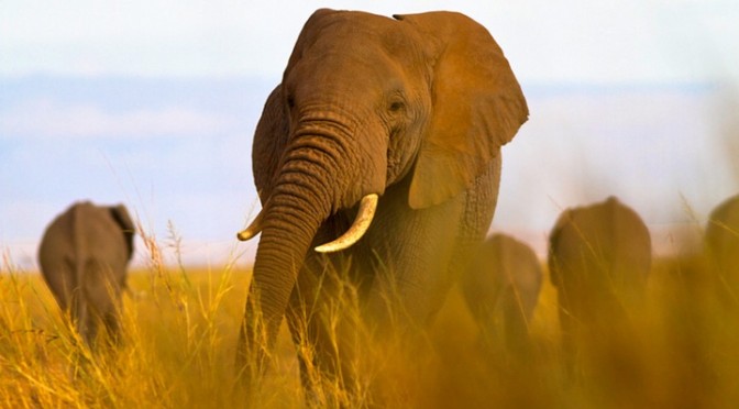 My Camera. My Companion.