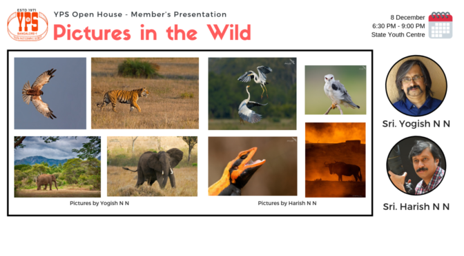 Pictures in the Wild