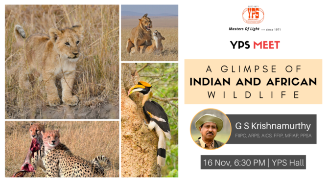 A Glimpse of Indian and African Wildlife