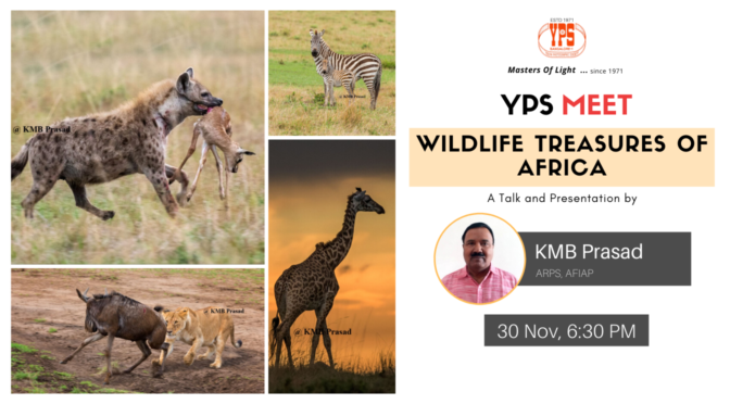 Wildlife Treasures of Africa