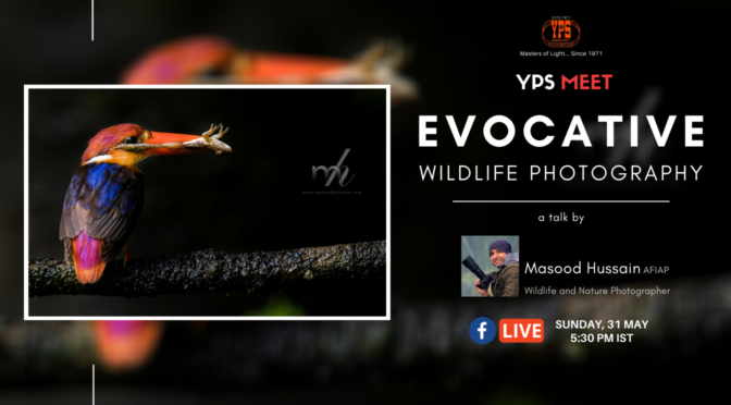 Evocative Wildlife Photography
