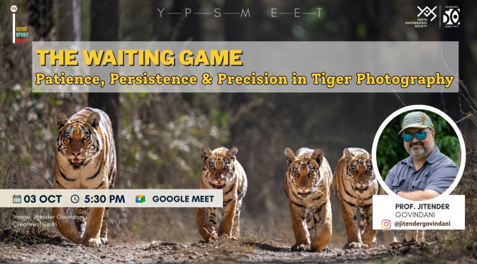 The Waiting Game: Patience, Persistence and Precision in Tiger Photography