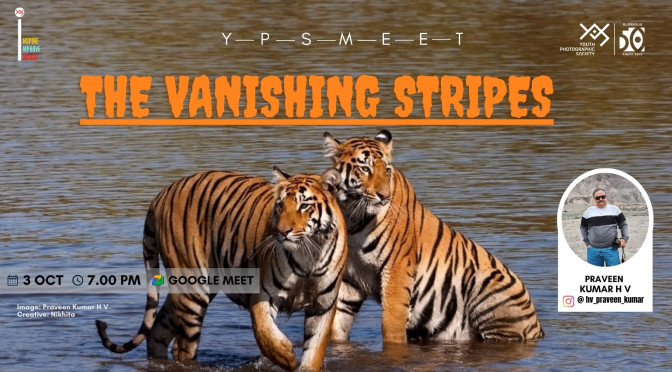 The Vanishing Stripes