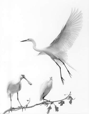 07 - Fly Past
