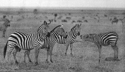 15 - Zebras
