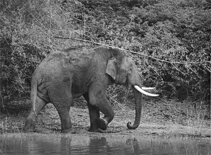 18 - Tusker