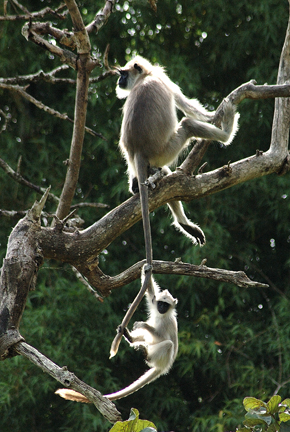 47 - Langur and baby