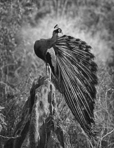 01 - Peacock on Anthill