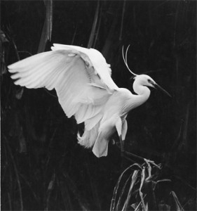 09 - Egret