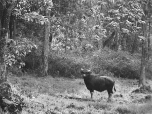 10 - Indian Gaur