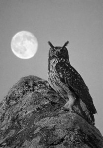 11 - Owl and Moon
