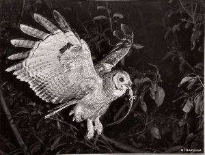 12 - Owl with Lizard