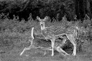 13 - Spotted Deer Suckling