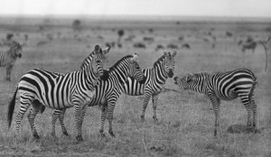 15 - Zebras