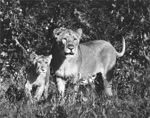 16 - Lioness with Cub