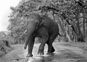 17 - Elephant in Rain