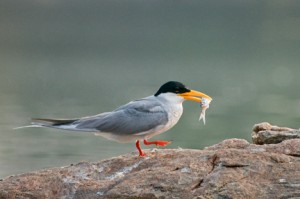 38 - River Tern