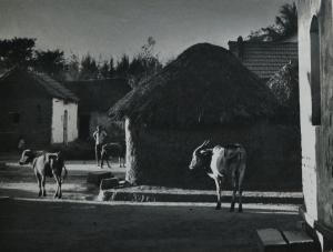 An-Evening-Strolls-In Dr-D-V-Rao