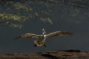 B Srinivasa-Pelican-Landing