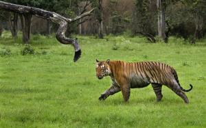 B Srinivasa-Tiger-at-Bandipur