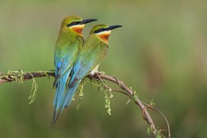 Blue Tailed Bee Eaters