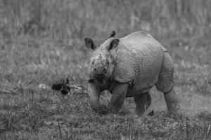 One-Horned-Rhino (1)
