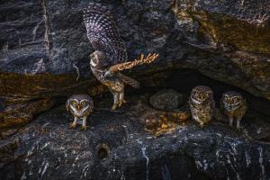 Spotted-Owlets