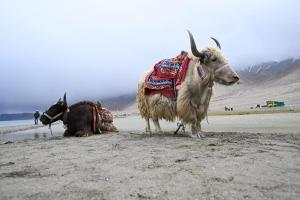 Yak-Pangong-Ladakh-1
