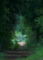 peacock-3