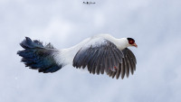 _r7a2091-copy