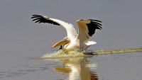 pelican-landing