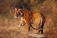 panthera-tigris